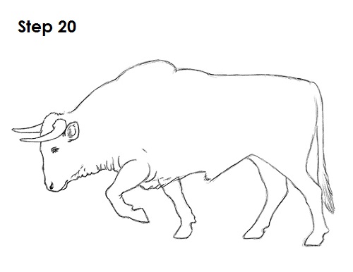 Draw Bull 20