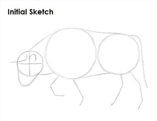 Draw Bull Sketch
