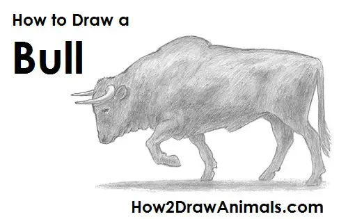 How To Draw A Bull