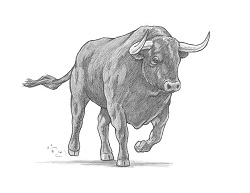 How to Draw a Bull Charging Forward