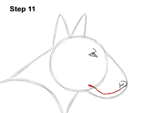 How to Draw a Bull Terrier Dog Puppy Side View 11