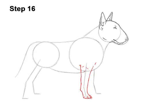 How to Draw a Bull Terrier Dog Puppy Side View 16