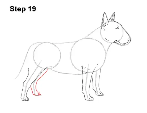 How to Draw a Bull Terrier Dog Puppy Side View 19