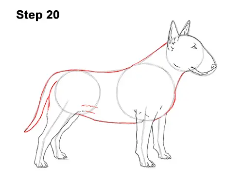 Bull best sale terrier drawing