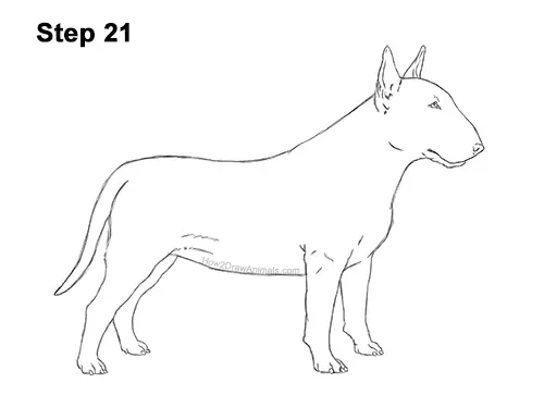How to Draw a Bull Terrier Dog Puppy Side View 21