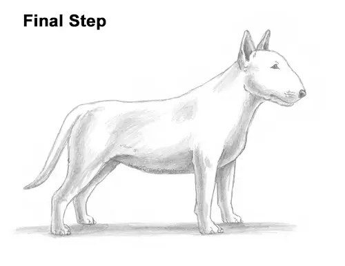 How to Draw a Bull Terrier Dog Puppy Side View