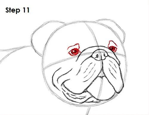 Draw Bulldog 11