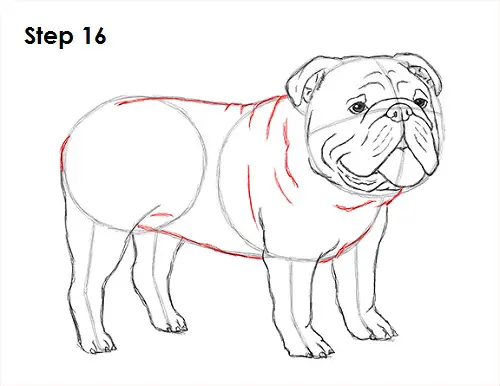 Draw Bulldog 16