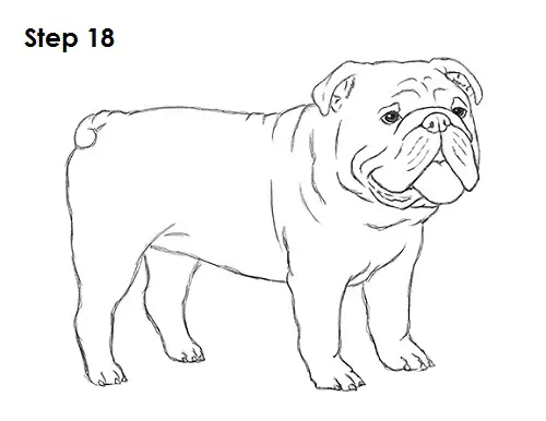 Draw Bulldog 18