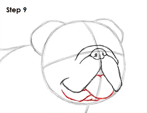 Draw Bulldog 9