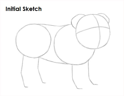 Draw Bulldog Sketch