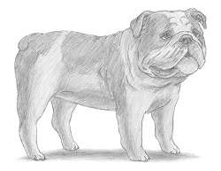How to Draw a British Bulldog Puppy Dog