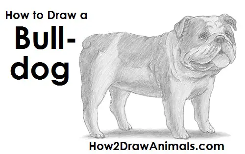 How to Draw a Bulldog