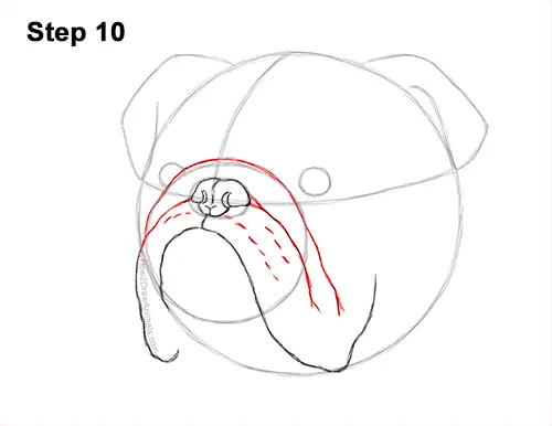 How to Draw a Bulldog Head Portrait Face 10