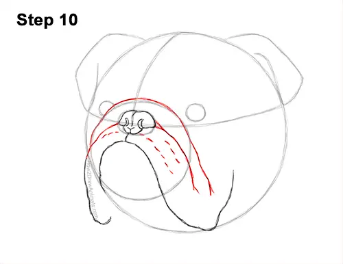 How to Draw a Bulldog (Head Detail) VIDEO & Step-by-Step Pictures