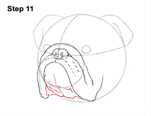 How to Draw a Bulldog Head Portrait Face 11