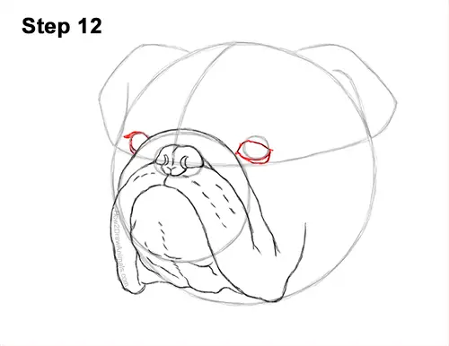 How to Draw a Bulldog Head Portrait Face 12