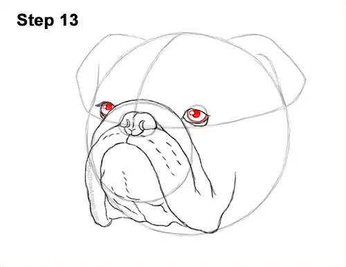 How to Draw a Bulldog Head Portrait Face 13