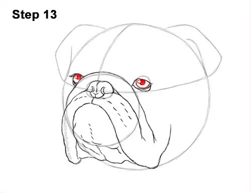 How to Draw a Bulldog (Head Detail) VIDEO & Step-by-Step Pictures