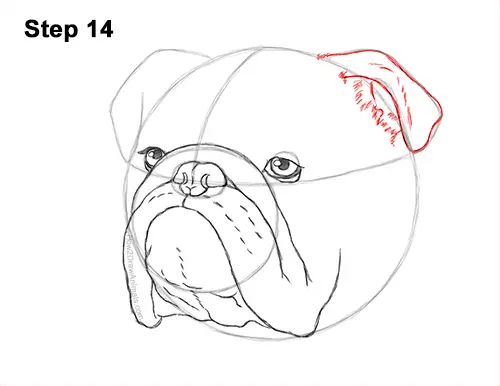 How to Draw a Bulldog Head Portrait Face 14