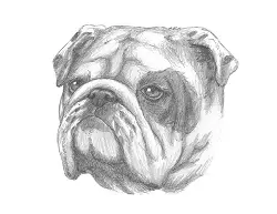 How to Draw a Bulldog Dog Head Detail Portrait Face