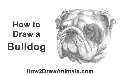 How to Draw a Bulldog Head Portrait Face