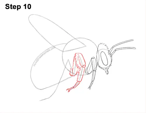 How to Draw a Bumblebee Bee Flying 10