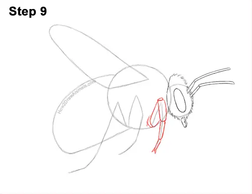 How to Draw a Bumblebee Bee Flying 9