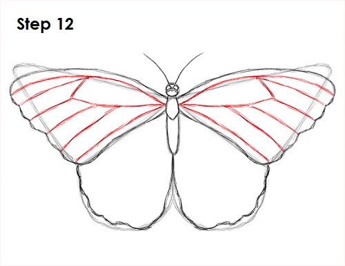 Draw Butterfly 12
