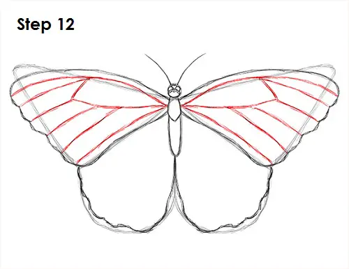 Draw Butterfly 12