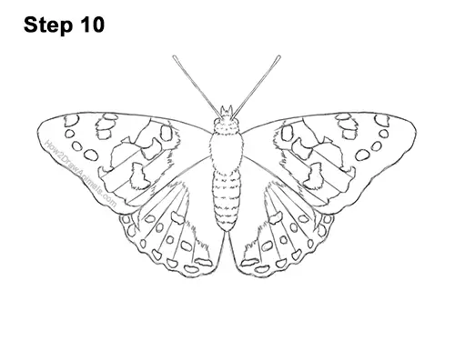 How to Draw a Painted Lady Butterfly Wings 10