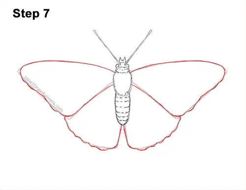 How to Draw a Painted Lady Butterfly Wings 7
