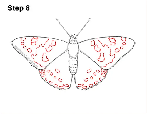 How to Draw a Painted Lady Butterfly Wings 8