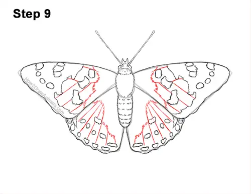 How to Draw a Painted Lady Butterfly Wings 9