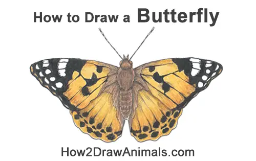 How to Draw a Painted Lady Butterfly Wings Color