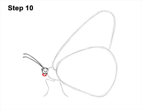 How to Draw a Monarch Butterfly Side Wings 10