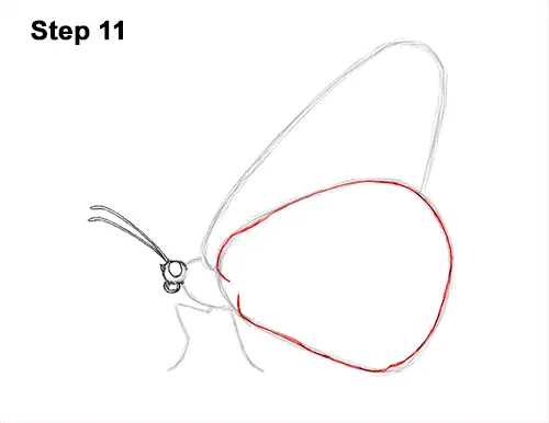 How to Draw a Monarch Butterfly Side Wings 11