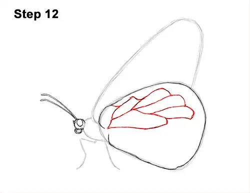 Featured image of post How To Draw A Monarch Butterfly Step By Step Easy
