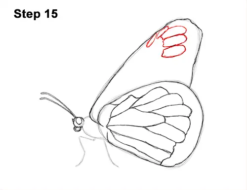 How to Draw a Monarch Butterfly Side Wings 15