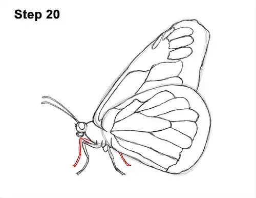 butterfly drawings in pencil side view