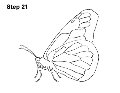 How To Draw A Butterfly Monarch Video Step By Step Pictures