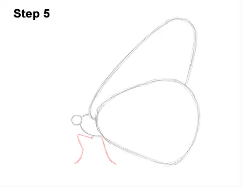 How to Draw a Monarch Butterfly Side Wings 5