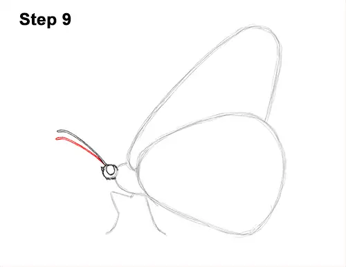 How to Draw a Monarch Butterfly Side Wings 9