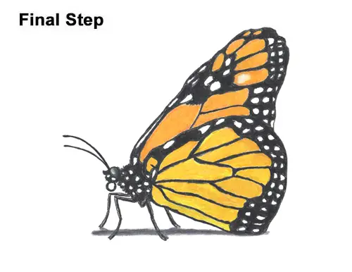 How to Draw a Monarch Butterfly Side Wings
