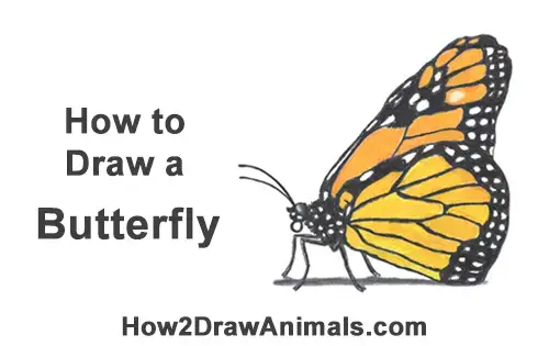 How To Draw A Butterfly Monarch Video Step By Step Pictures How to draw butterfly wings. how to draw a butterfly monarch video