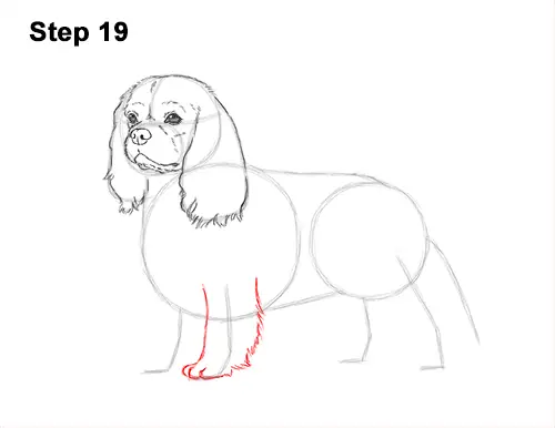How to Draw a Cavalier King Charles Spaniel Puppy Dog 19