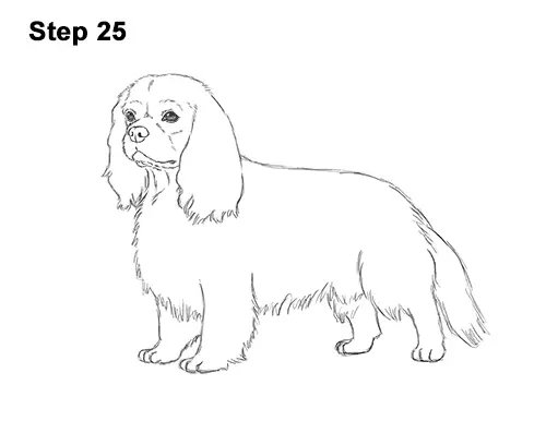 How to Draw a Cavalier King Charles Spaniel Puppy Dog 25