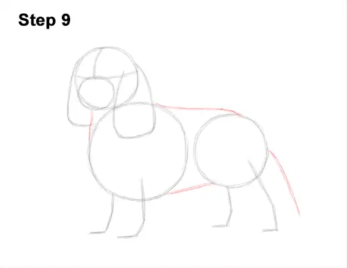 How to Draw a Cavalier King Charles Spaniel Puppy Dog 9