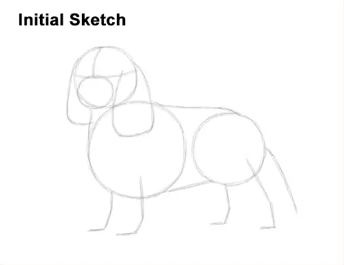 How to Draw a Cavalier King Charles Spaniel Puppy Dog Guide Lines