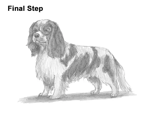 How to Draw a Cavalier King Charles Spaniel Puppy Dog